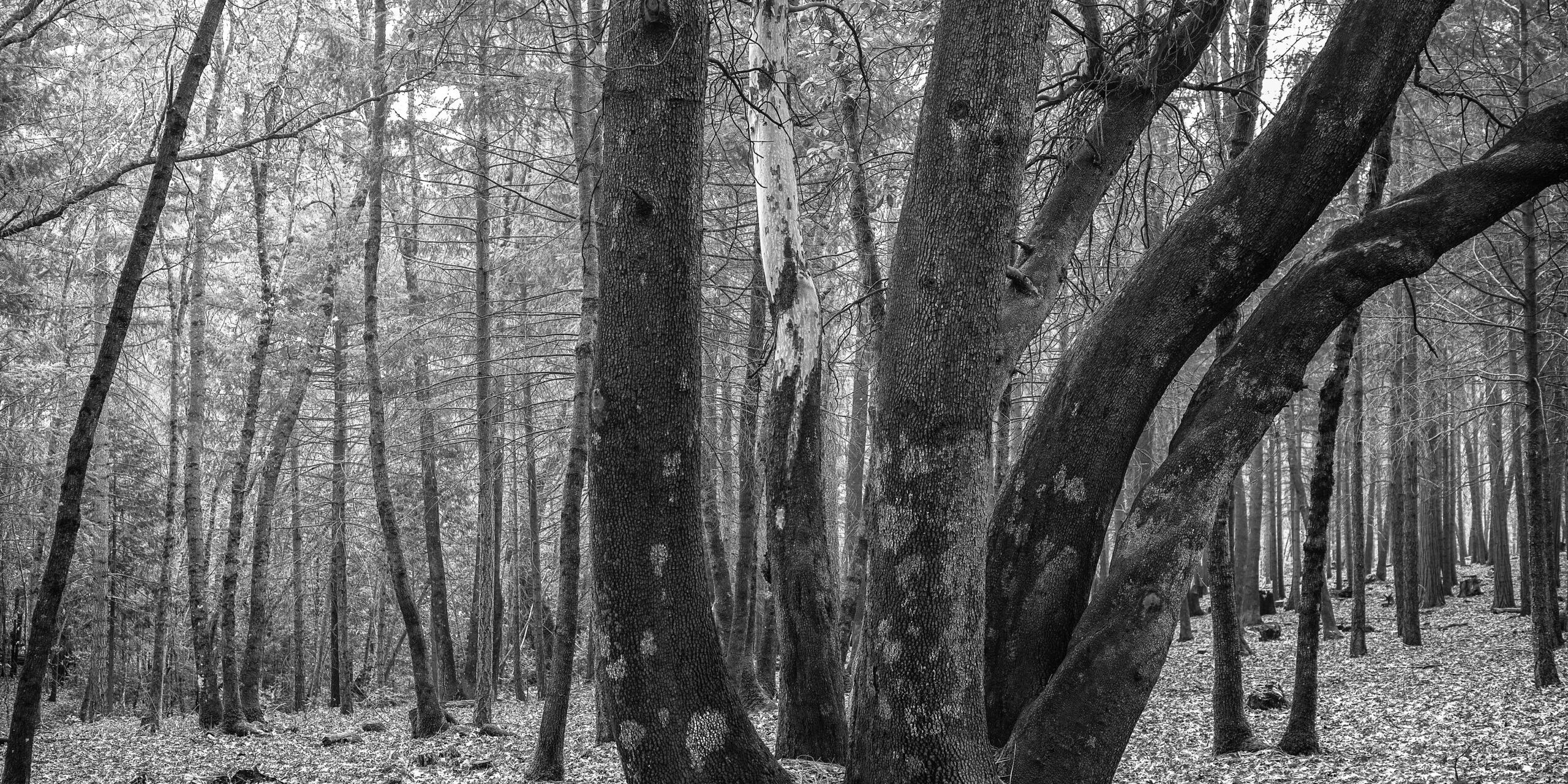 madrone elders for website